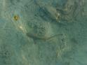 Kuramathi (256)